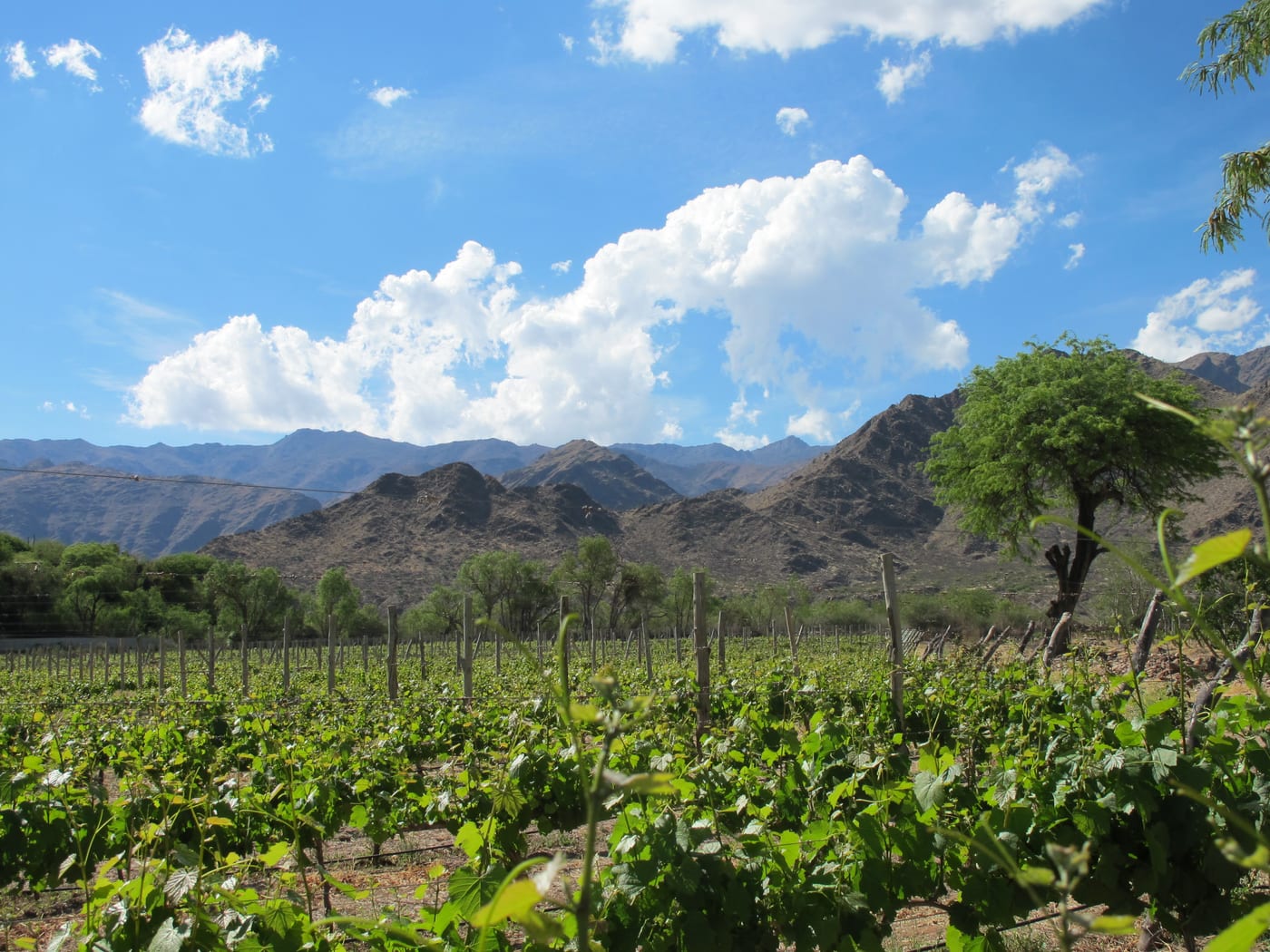 Les vignes